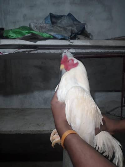 Heera male and female with 3 chicks and steel cage