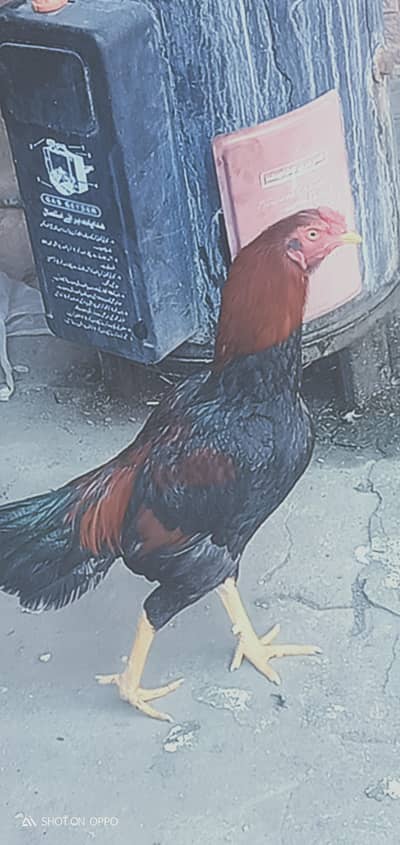 aseel murgha for sale