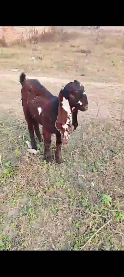 Male Goat | Beetal bakra | Goat | 5 months goat kid