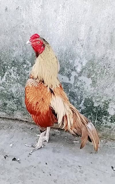 Amroha high profile aseel 0 size cargo possible 0316,15,10,578