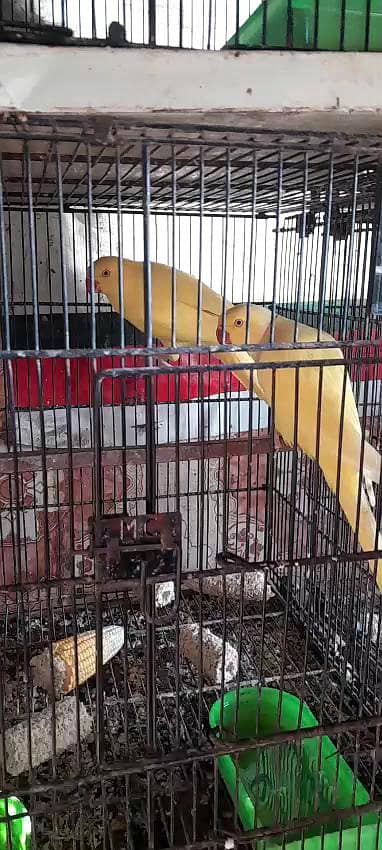 yellow  ring neck parrot for sale
