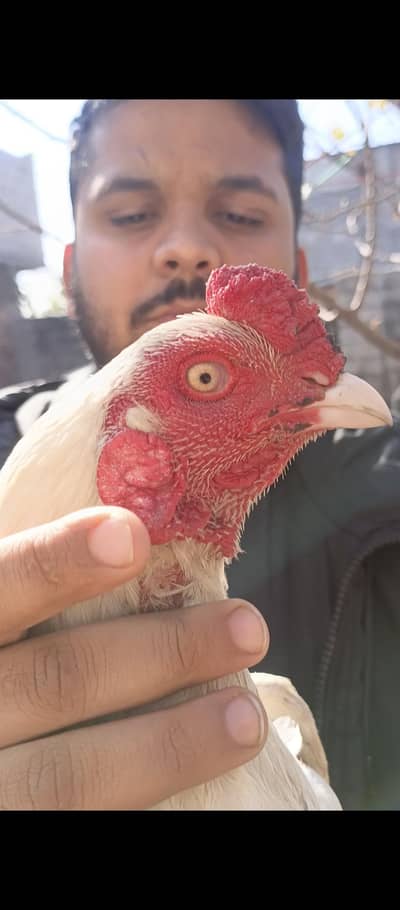 Aseel Heera for sale.