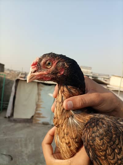 1 brown madii + 1 black mushki