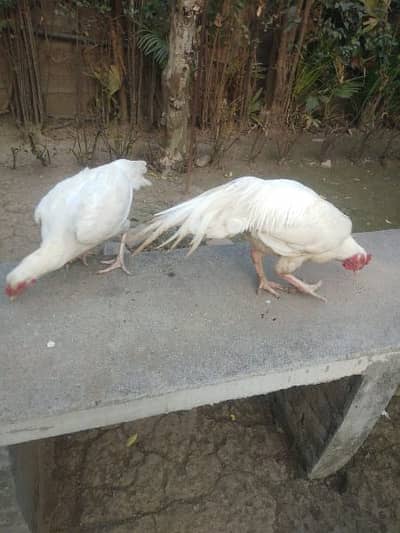 Paper White Heera Pair Mianwali