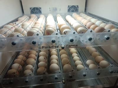 incubator 80 eggs capacity fully automatic invertor technology
