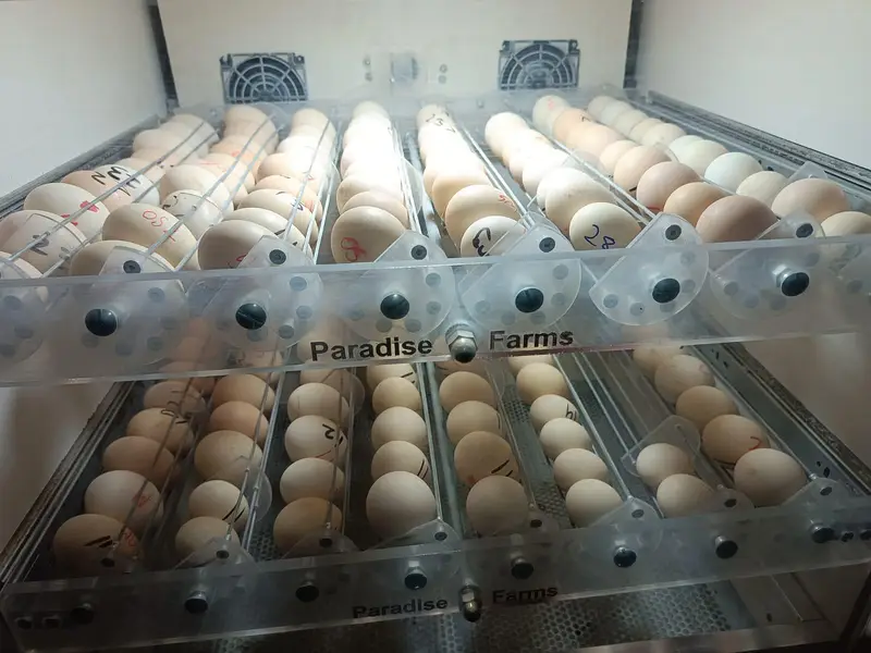 incubator 140 eggs capacity fully automatic invertor technology — photo 2
