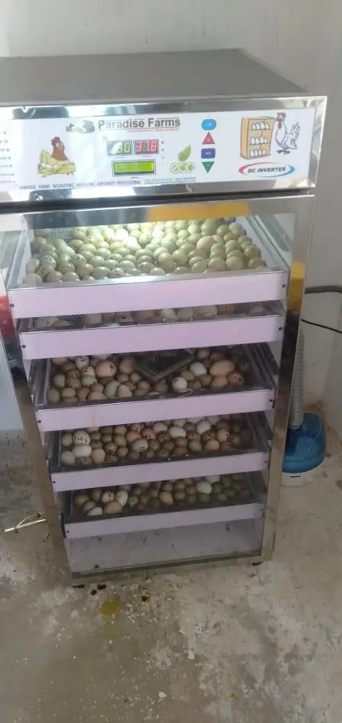 incubator 140 eggs capacity fully automatic invertor technology — photo 8