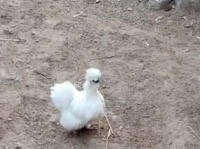 White Silkie and Aseel Females