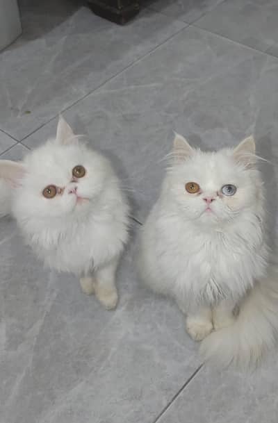 High Quality Kitten For Sale Punch Face Tripal Coat