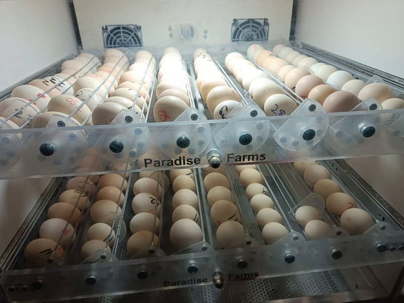 eggs hatching machines fully automatic invertor models 0