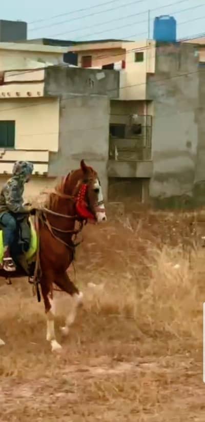 puri desi neza baz horse