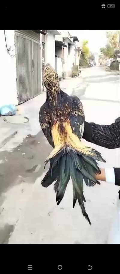 Jawa Aseel high quality whitenok nalli