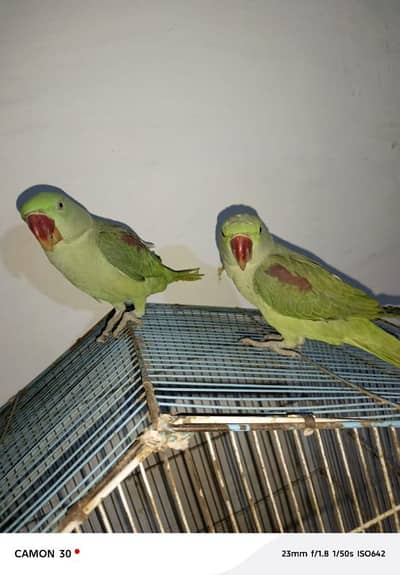 kashmiri raw parrot 8 month age for sale