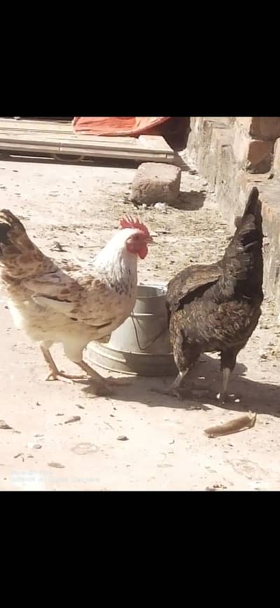 male female egg laying hens /Adon wali murgiyan / Golden Misri female