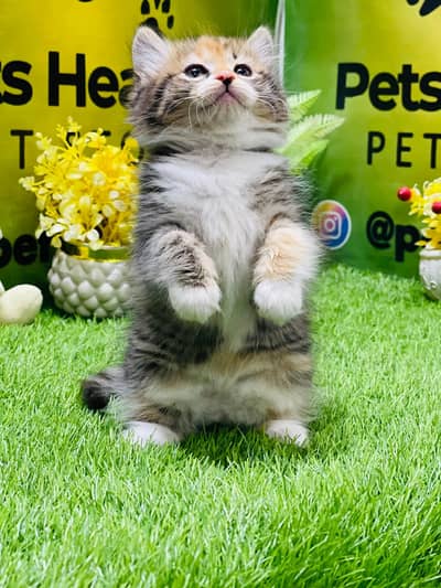 “50 Days Persian Kittens – Male & Female – Lahore”