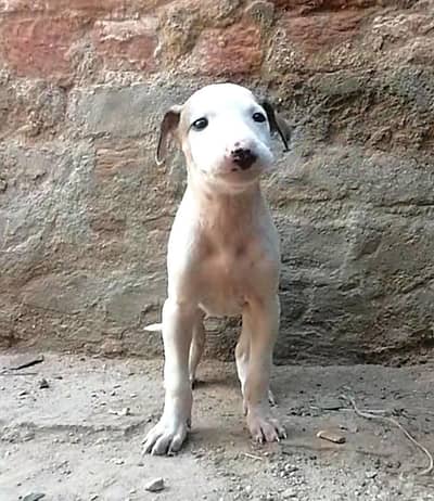 gultair female puppy for sale