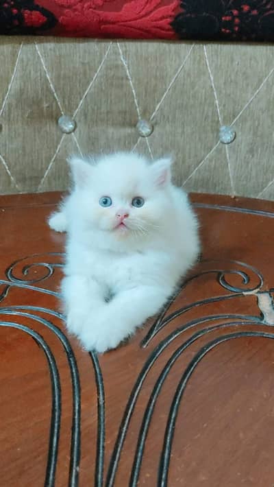 Persian baby cat 2 month age for sale