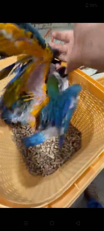Gold and blue macaw