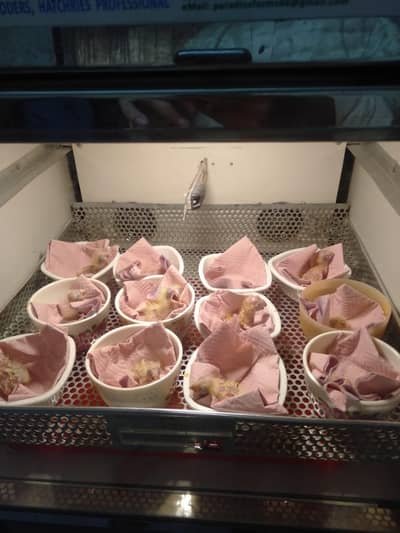 parrots brooder German invertor technology