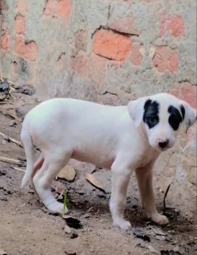 bully gultair female puppy for sale