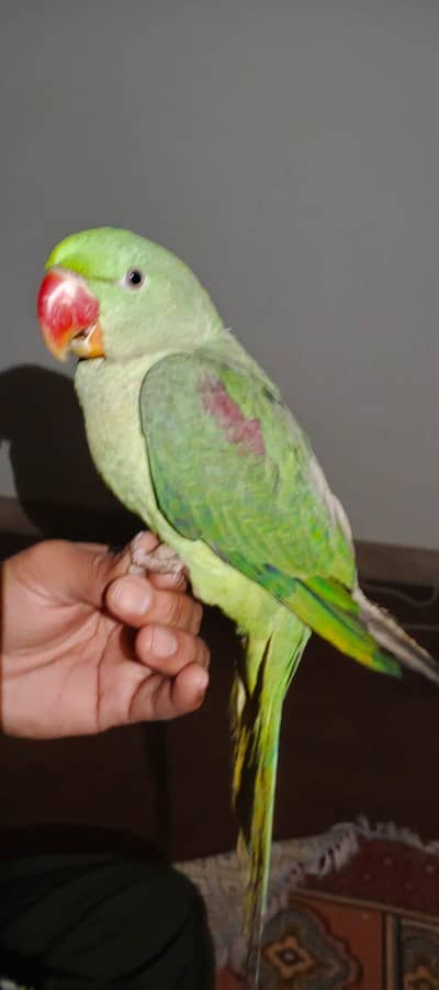 kashmiri Raw Male and Female pair for sale
