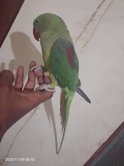 raw hand team parrot for sale 03054636833