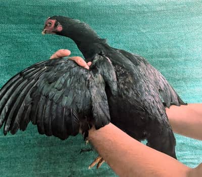 Quality Aseel females