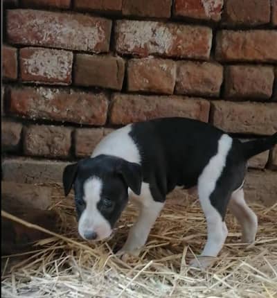 bully puppy available for sale
