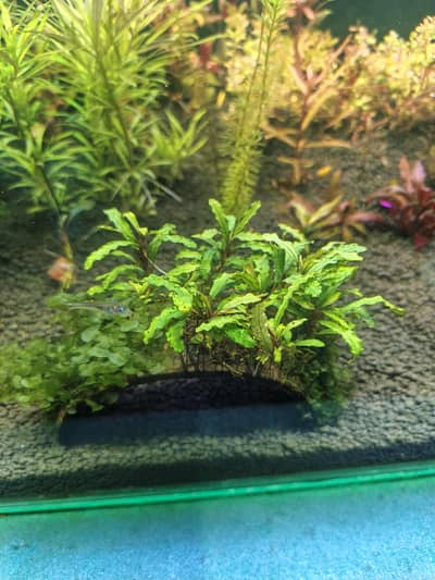 Bucephalandra catherinae