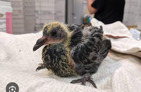 Kisi Kay pas aisey kabootron Kay baachay hein