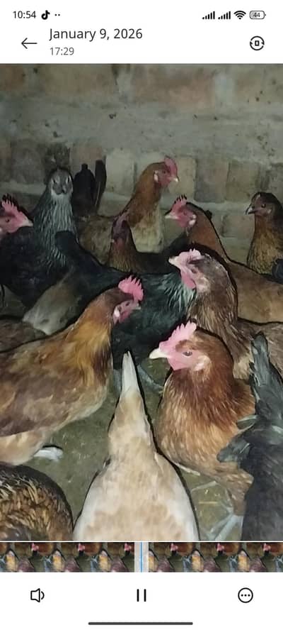 golden misri murgie 20 female available video Whatsapp number