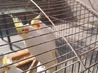 cocktail cream pair for sale +923267409123