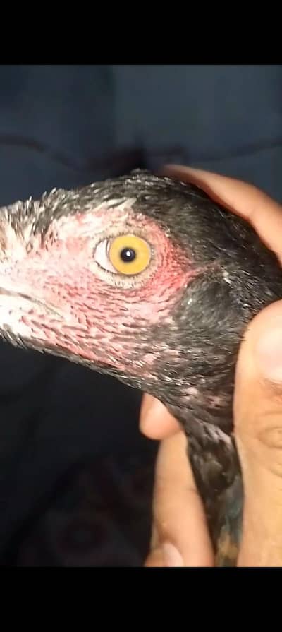 MashAllah Pure Aseel Miawali pair  03364578464