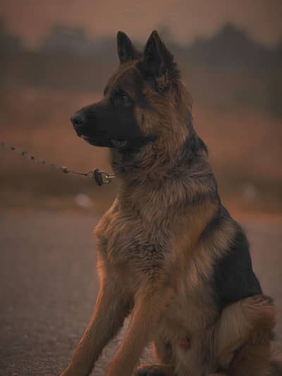 GERMAN SHEPHERD