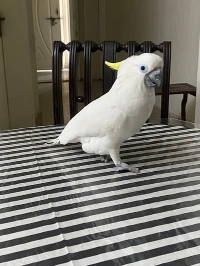 5-Year-Old Fully Tamed Male Cockatoo. , likes to play.