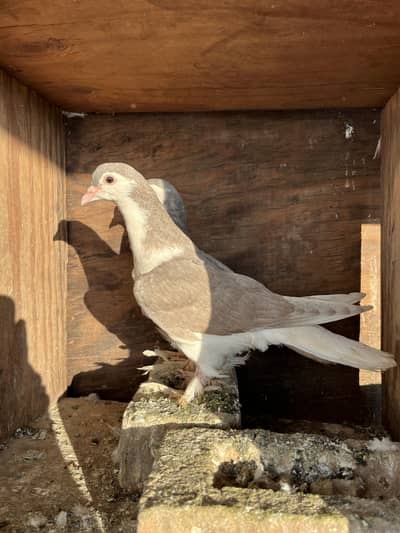 Silver sherazi chicks pair