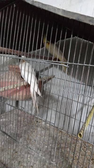 other animal food accessries