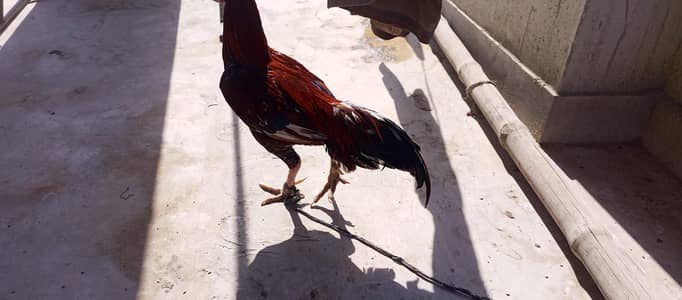 Java good health aseel