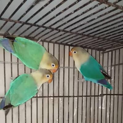 Selling Birds