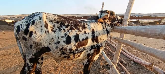  Mashallah Premium Qurbani Bachri & Bachra Available – 2026 