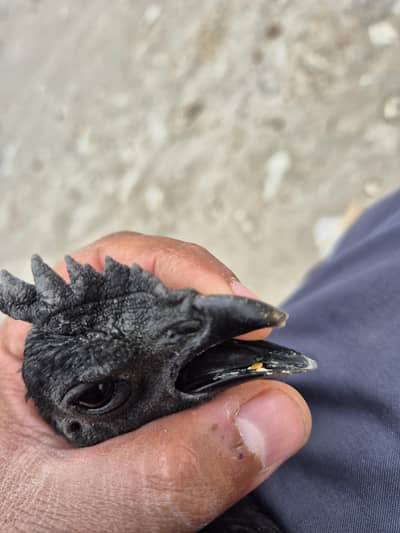 RiR male, Golden Buff, Ayam Cemani, Sussex Chicks