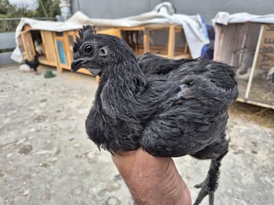 RiR male, Golden Buff, Ayam Cemani, Sussex Chicks