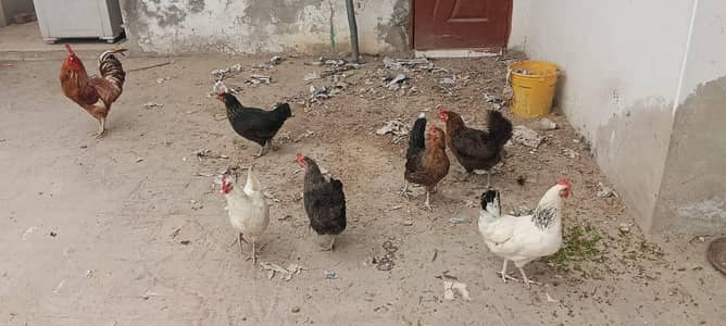 6 Golden Hens, 1 Golden Rooster & 1 Aseel