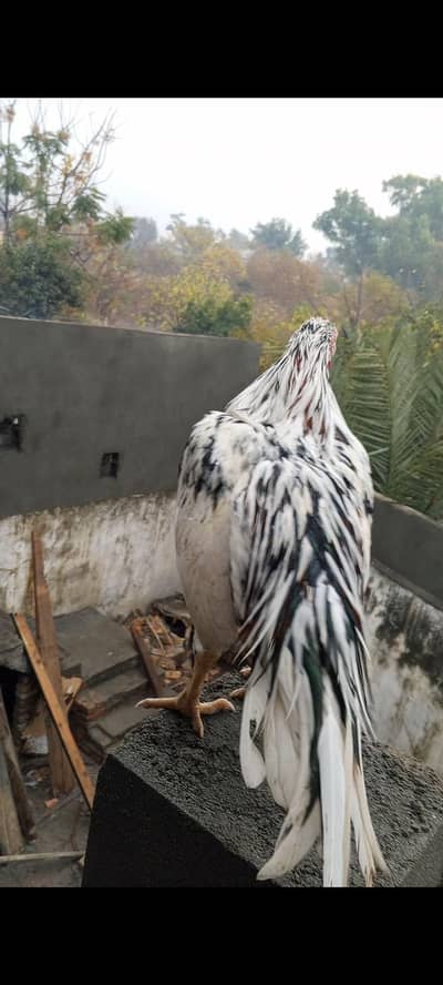 zair dum aseel pathy