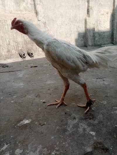 shamo or hint cross patha for sale