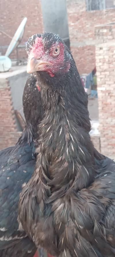 kamalia Breed females all setup for sale in reasonable .