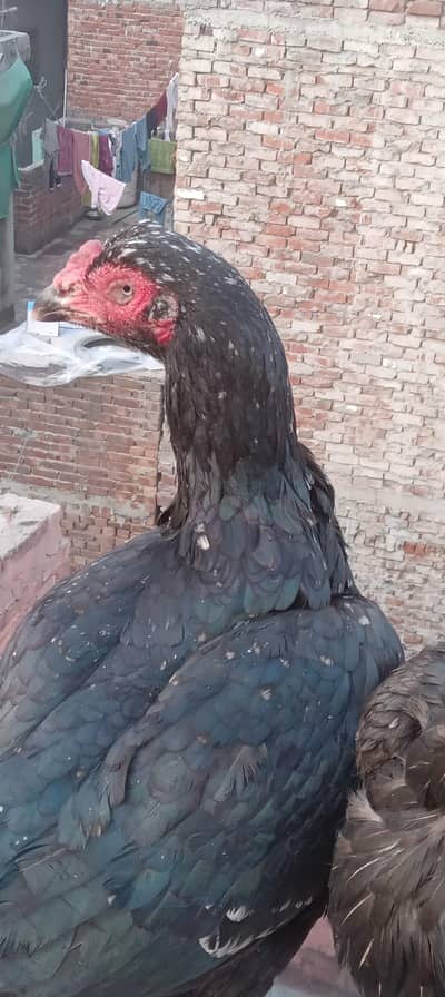 kamalia Breed females all setup for sale in reasonable .