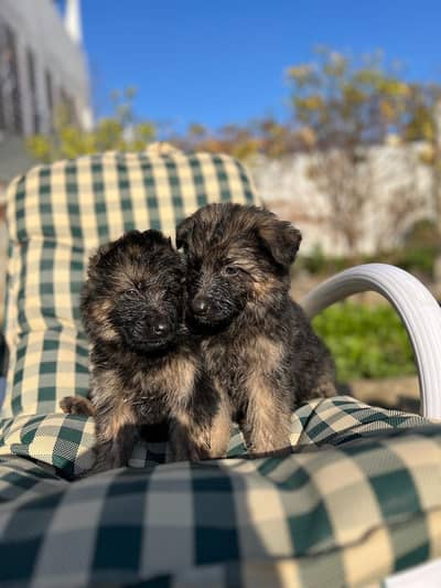 German shepherd puppies