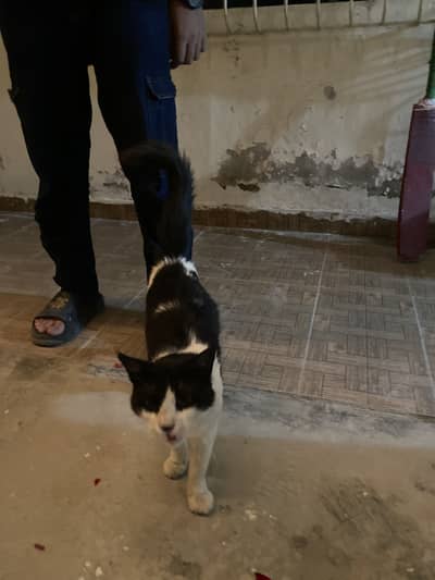 Cat for sale low cost