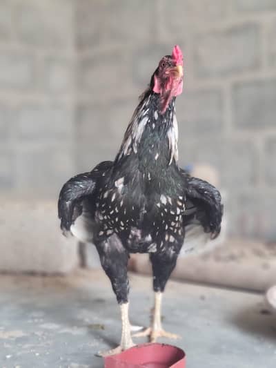 koy excheng karne wala ho bangum se to rabta kare